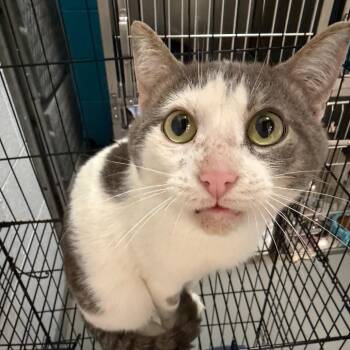 Boo Boo -  Domestic Short Hair Cat for Adoption in Troy, Virginia - Boo Boo | PetCurious