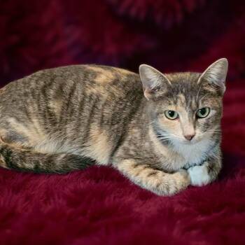 Rescue Domestic Medium Hair Cats for Adoption in Newport News, Virginia - Mizelle | PetCurious