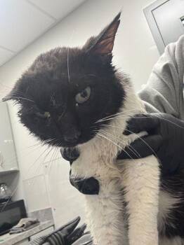 Domestic Short Hair Cats Available for Adoption in Sevierville, Tennessee - Sir Wellington | PetCurious