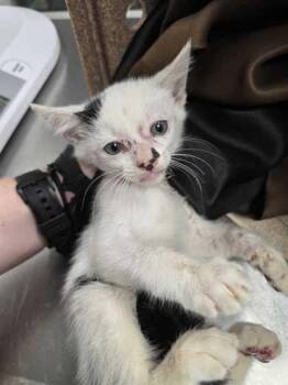 Teller -  Domestic Short Hair Cat for Adoption in Sevierville, Tennessee - Teller | PetCurious