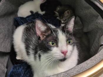 Annabell -  Domestic Medium Hair Cat for Adoption in Crystal Lake, Illinois - Annabell | PetCurious