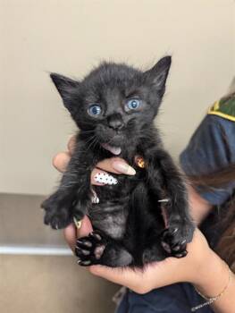 WOLF -  Domestic Short Hair Cat for Adoption in Sacramento, California - WOLF | PetCurious