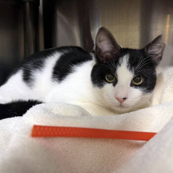 Rescue Domestic Short Hair Cats for Adoption in Voorhees Township, New Jersey - Glenn | PetCurious