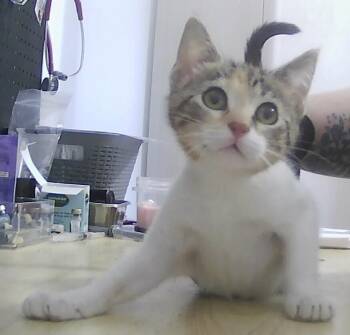 Buttons -  Domestic Short Hair Cat for Adoption in Dayton, Minnesota - Buttons | PetCurious