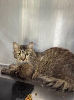 Domestic Medium Hair Cats Available for Adoption in Danielsville, Georgia - Martin Cat 1 | PetCurious