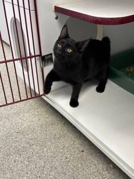 Mark -  American Bobtail and Domestic Short Hair Cat for Adoption in Cumming, Georgia - Mark | PetCurious