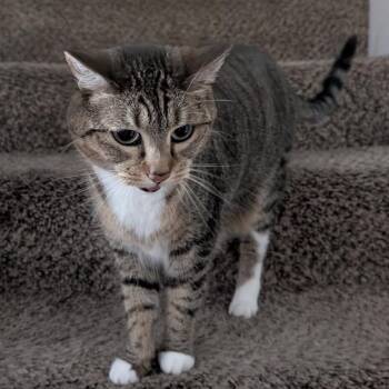 Rin -  Domestic Short Hair Cat for Adoption in Salt Lake City, Utah - Rin | PetCurious