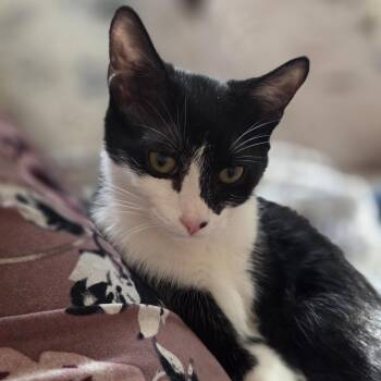 Rescue Domestic Short Hair Cats for Adoption in Stamford, Connecticut - Nuzzles And Nightly Chats With Nash | PetCurious