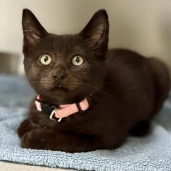 -Giordana -  Domestic Short Hair Cat for Adoption in Red Bluff, California - -Giordana | PetCurious