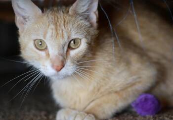 Merida -  Tabby and Domestic Short Hair Cat for Adoption in Skyline, Minnesota - Merida | PetCurious