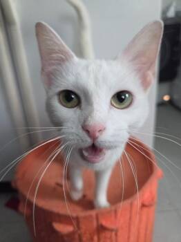 Opal -  American Shorthair Cat for Adoption in Beach Park, Illinois - Opal | PetCurious