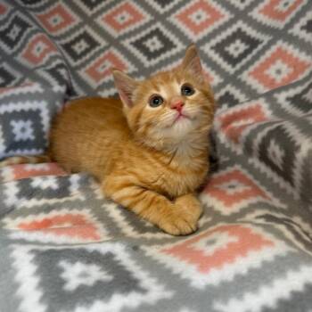 Domestic Medium Hair Cats Available for Adoption in Mount Vernon, Illinois - Kernel | PetCurious