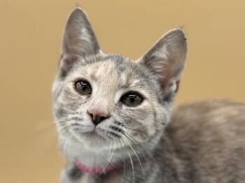 Baguette -  Domestic Short Hair Cat for Adoption in Portland, Oregon - Baguette | PetCurious