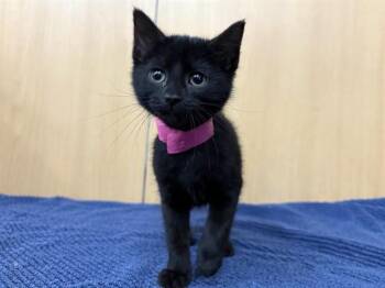 SIX FISTS -  Domestic Short Hair Cat for Adoption in Brentwood, Missouri - SIX FISTS | PetCurious