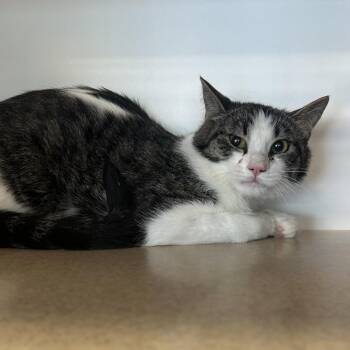 Presly -  Domestic Short Hair Cat for Adoption in Park City, Utah - Presly | PetCurious