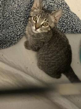 Samson -  Domestic Short Hair Cat for Adoption in Mesa, Arizona - Samson | PetCurious