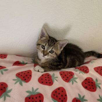 Rubi -  Domestic Short Hair Cat for Adoption in Spokane, Washington - Rubi | PetCurious