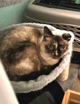 Rescue Domestic Short Hair Cats for Adoption in Lewiston, Idaho - Simone | PetCurious