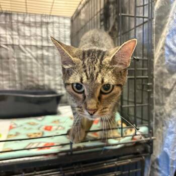 Blythe -  Domestic Short Hair Cat for Adoption in Stephenville, Texas - Blythe | PetCurious