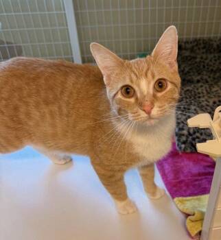Domestic Short Hair Cats Available for Adoption in Williamsburg, Iowa - Copper (Bonded With Cannoli) | PetCurious