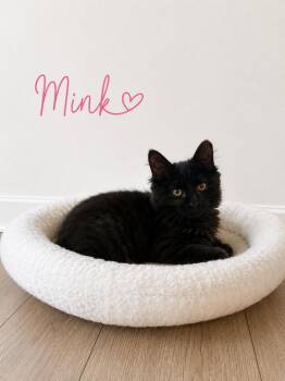 Mink -  Domestic Long Hair and Maine Coon Cat for Adoption in Crown Point, Indiana - Mink | PetCurious