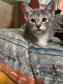 Domestic Short Hair and Tabby Cats Available for Adoption in Dallas, Texas - Papa John | PetCurious