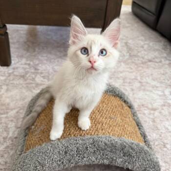 Bianca -  Domestic Medium Hair Cat for Adoption in Las Vegas, Nevada - Bianca | PetCurious