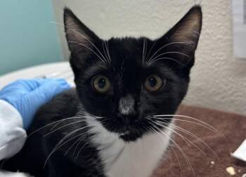 Marcy -  Domestic Short Hair Cat for Adoption in Sherwood, Oregon - Marcy | PetCurious
