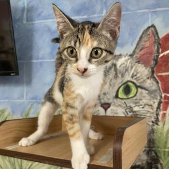 Beatrice -  Domestic Short Hair Cat for Adoption in Laredo, Texas - Beatrice | PetCurious