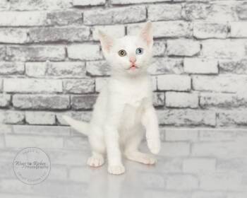 Domestic Short Hair Cats Available for Adoption in Tuscaloosa, Alabama - Colby - Only 8 Weeks  | PetCurious