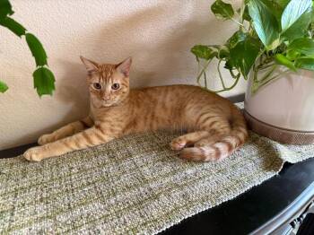 Tabby Cats Available for Adoption in San Antonio, Texas - Hawthorn | PetCurious