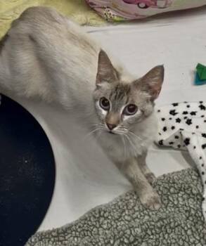 Domestic Short Hair Cats Available for Adoption in West Chester, Pennsylvania - Aphrodite | PetCurious