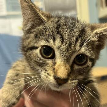 Domestic Short Hair Cats Available for Adoption in Chattanooga, Tennessee - Hubba Bubba | PetCurious