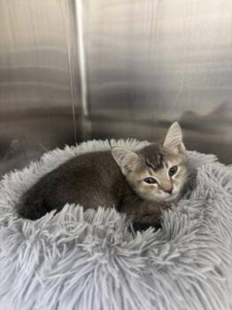 Domestic Short Hair Cats Available for Adoption in Westland, Michigan - Angel | PetCurious