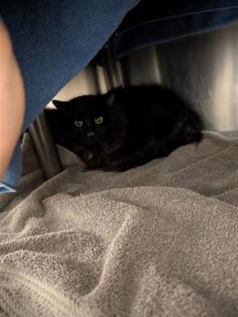 Domestic Medium Hair and Domestic Short Hair Cats Available for Adoption - Billy | PetCurious