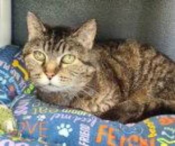 7081 Lady Olena -  Domestic Short Hair Cat for Adoption in Lake City, Michigan - 7081 Lady Olena | PetCurious