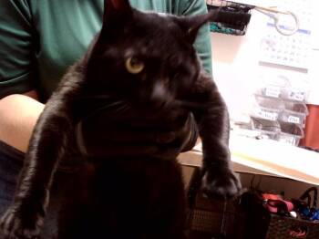 FRITZ -  Domestic Short Hair Cat for Adoption in Martinez, California - FRITZ | PetCurious