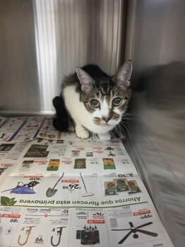 ACHILLES -  Domestic Short Hair Cat for Adoption in Houston, Texas - ACHILLES | PetCurious