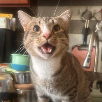Cha -  Domestic Short Hair Cat for Adoption in Philadelphia, Pennsylvania - Cha | PetCurious