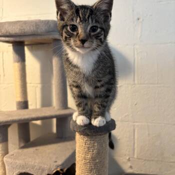 Marvin -  Domestic Short Hair Cat for Adoption in Shippensburg, Pennsylvania - Marvin | PetCurious