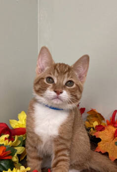 Rescue Domestic Short Hair Cats for Adoption in Picayune, Mississippi - Happy | PetCurious