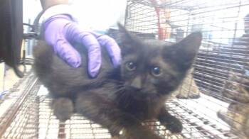 Domestic Short Hair Cats Available for Adoption - NARRICE | PetCurious