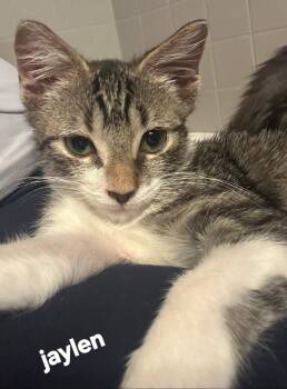 Jaylen -  Domestic Short Hair Cat for Adoption in Longwood, Florida - Jaylen | PetCurious
