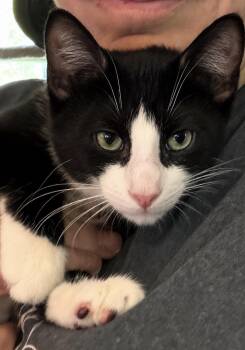 Bogie -  Domestic Short Hair Cat for Adoption - Bogie | PetCurious