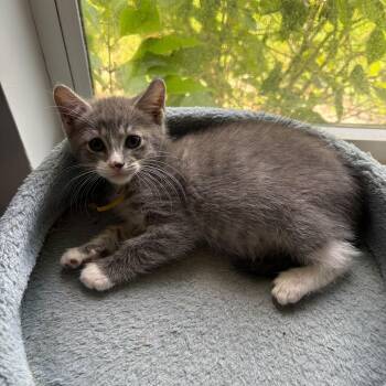 Gala -  Domestic Short Hair Cat for Adoption in Sunrise, Florida - Gala | PetCurious