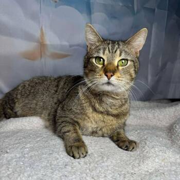 Tabby and Domestic Short Hair Cats Available for Adoption - Oscar | PetCurious