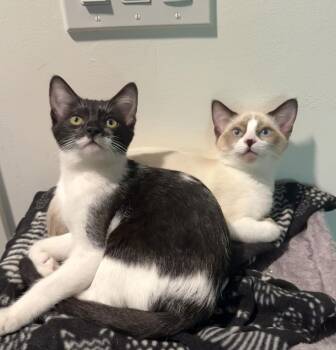 Sunny Summer Bonded With Sandy Summer -  Snowshoe and Siamese Cat for Adoption in Chandler, Arizona - Sunny Summer Bonded With Sandy Summer | PetCurious