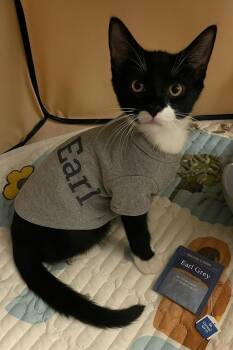 Rescue Tuxedo Cats for Adoption in Allentown, New Jersey - Earl | PetCurious