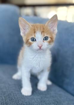 Wildfire -  Domestic Short Hair Cat for Adoption in Fruit Heights, Utah - Wildfire | PetCurious