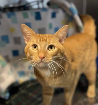 Mr. Fox -  Domestic Short Hair and Tabby Cat Available for Adoption in Oakland, California - Mr. Fox | PetCurious